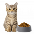 Коти